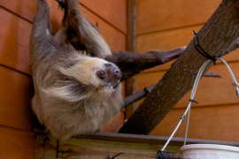 sloth hanging upside down looking to the side
