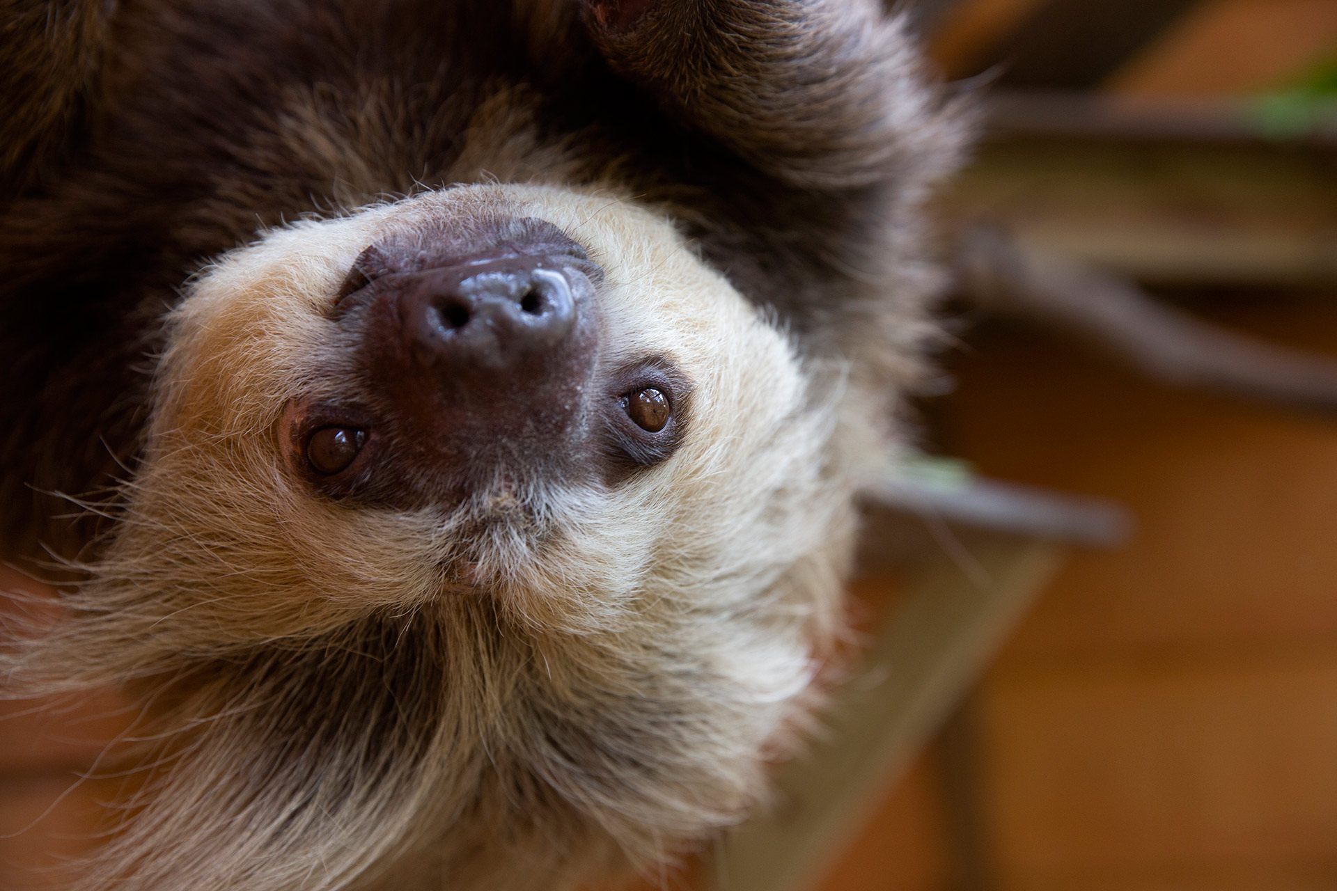 sloth pictures
