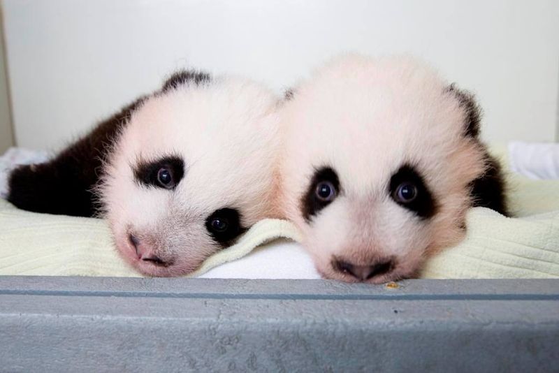 Revealing Of Twin Pandas Names Zoo Atlanta