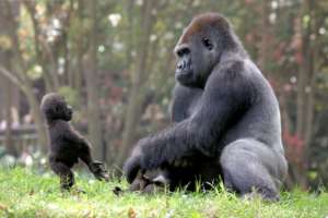 Gorilla Taz with son Kali 