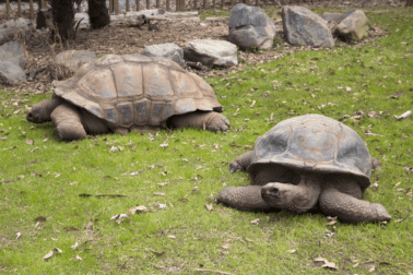 Two Aldabra tortoises sit on green grass.