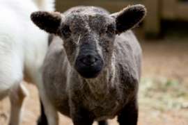 Close Up of Baby Doll Sheep Benson