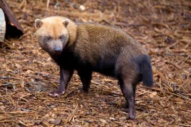 Bushdog Standing and Looking Back