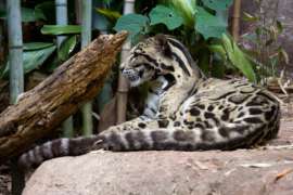 Clouded Leopard Moby Laying on Rock