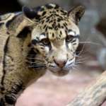 Close Up of Clouded Leopard Moby