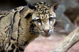 Close Up of Clouded Leopard Moby