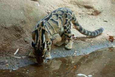 Clouded Leopard Suhana Drinking Water