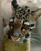 Close Up of Clouded Leopard Suhana's Face