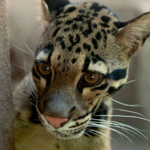 The Mabel Dorn Reeder Conservation Endowment Fund - Zoo Atlanta