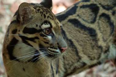 Close Up of Clouded Leopard Suhana