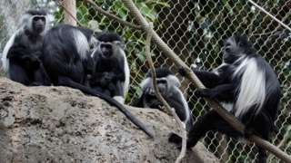 Colobus Group Sitting in Habitat on Rocks and Rope