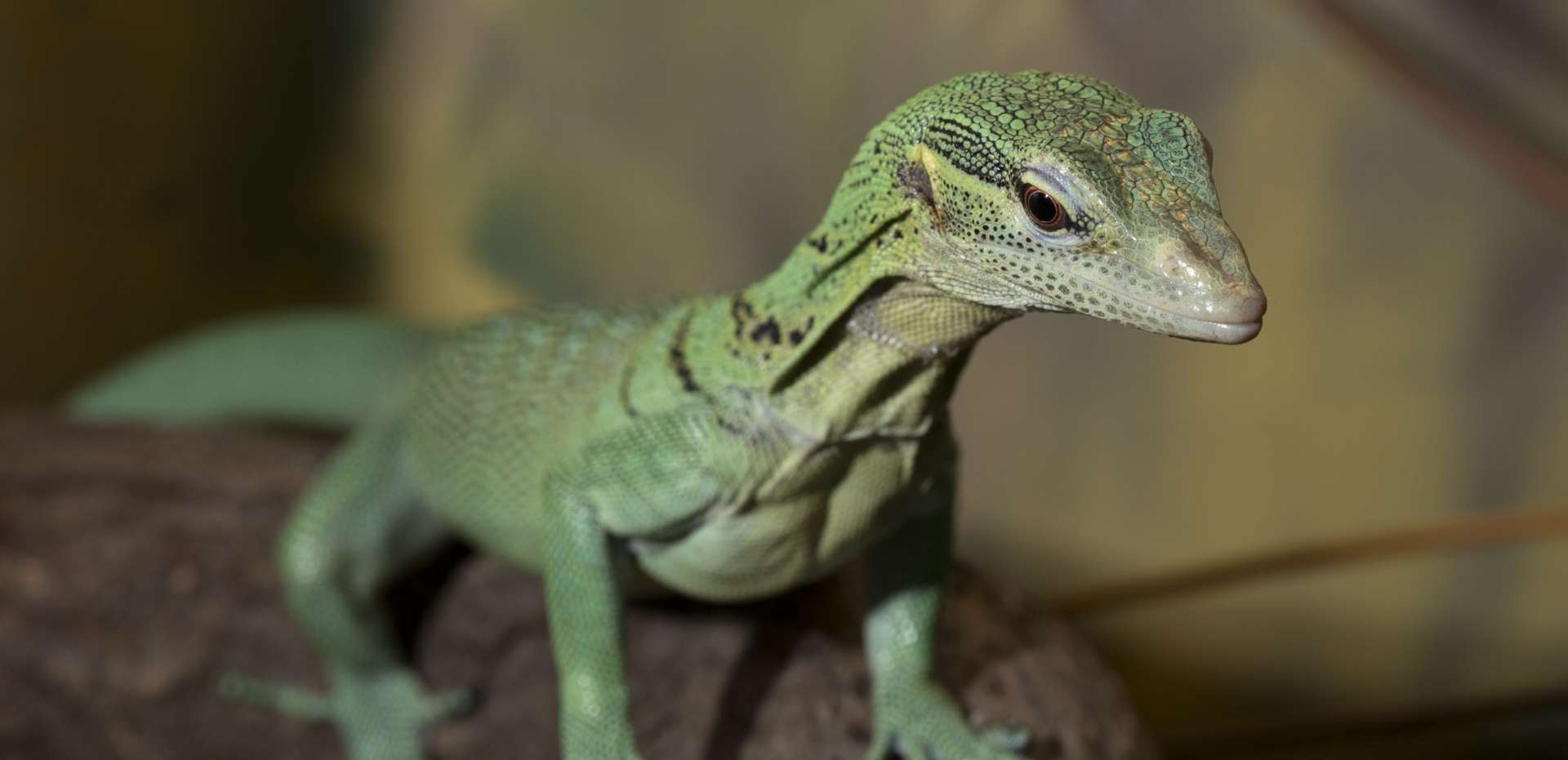 Reptile and Amphibian Research - Zoo Atlanta