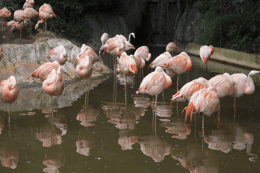 A large group of flamingo stand in the water in their zoo habitat.