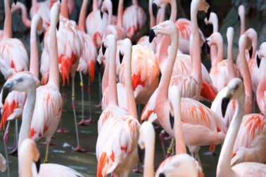 A large group of flamingos standing in the sun.