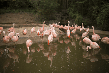 A large group of flamingo stand in the water in their zoo habitat.