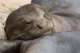 Close Up of Giant Otter Sleeping