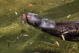 Back of A Giant Otter Swimming