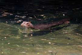 Giant Otter Swimming