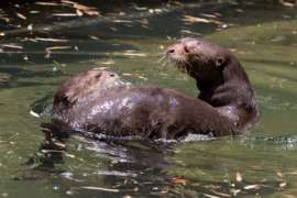 Giant Otters Swimming Together
