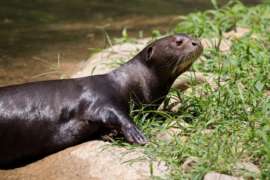 Close Up of Giant Otter Sitting on Rock