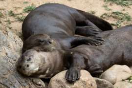 Giant Otters Sleeping on Rocks