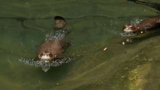 Giant Otters Swimming Towards Camera