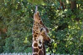 Close Up of Giraffe Eating