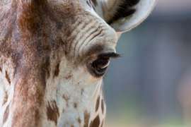 Close Up of Giraffe Eye