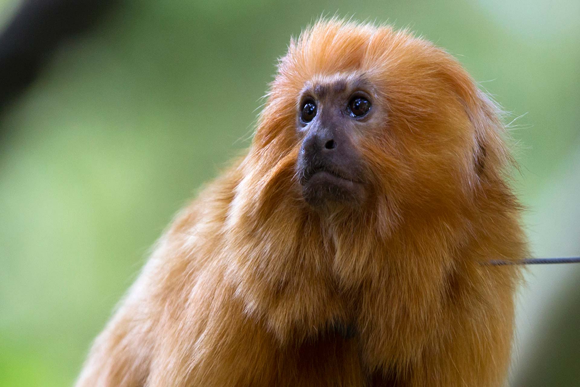 Golden Lion Tamarin Zoo Atlanta
