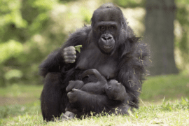 Gorilla Lulu holds her yound child in one arm and eats some lettuce with the other hand.