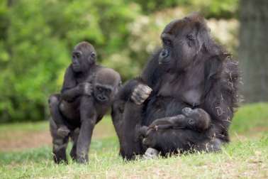 Mother Gorillas carrying youth in grass