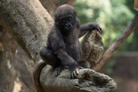 Gorilla Anaka sitting in tree