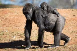 Mother Gorilla carrying baby on back