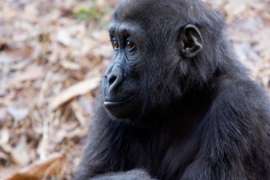 Close Up of Gorilla Andi