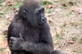 A young gorilla rest with its hand hold it's other arm.