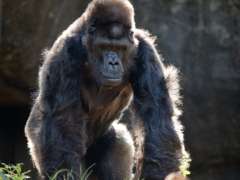 Gorilla Ivan stands in his zoo habita.