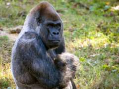 Close Up of Gorilla Ozzie sitting in grass