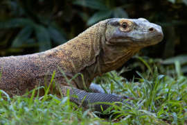 Close Up of Komodo Dragon in Grass