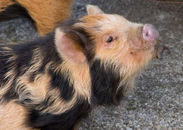 Types Of Hogs With Long Hair