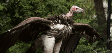 Lappet Faced Vulture Standing with Wings Spread