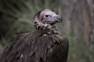 A lappet-faced vulture.