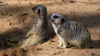 Two Meerkats sitting in habitat