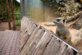 Meerkat standing at glass