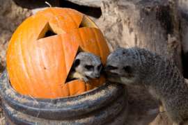 Meerkats engaging with Pumpkin