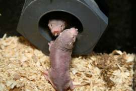 Naked Mole Rats Close Up