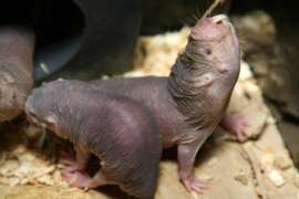 Naked Mole Rats Close Up