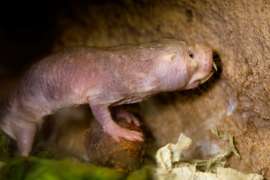 Baby Naked Mole Rat Close Up
