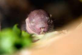 Baby Naked Mole Rat Eating