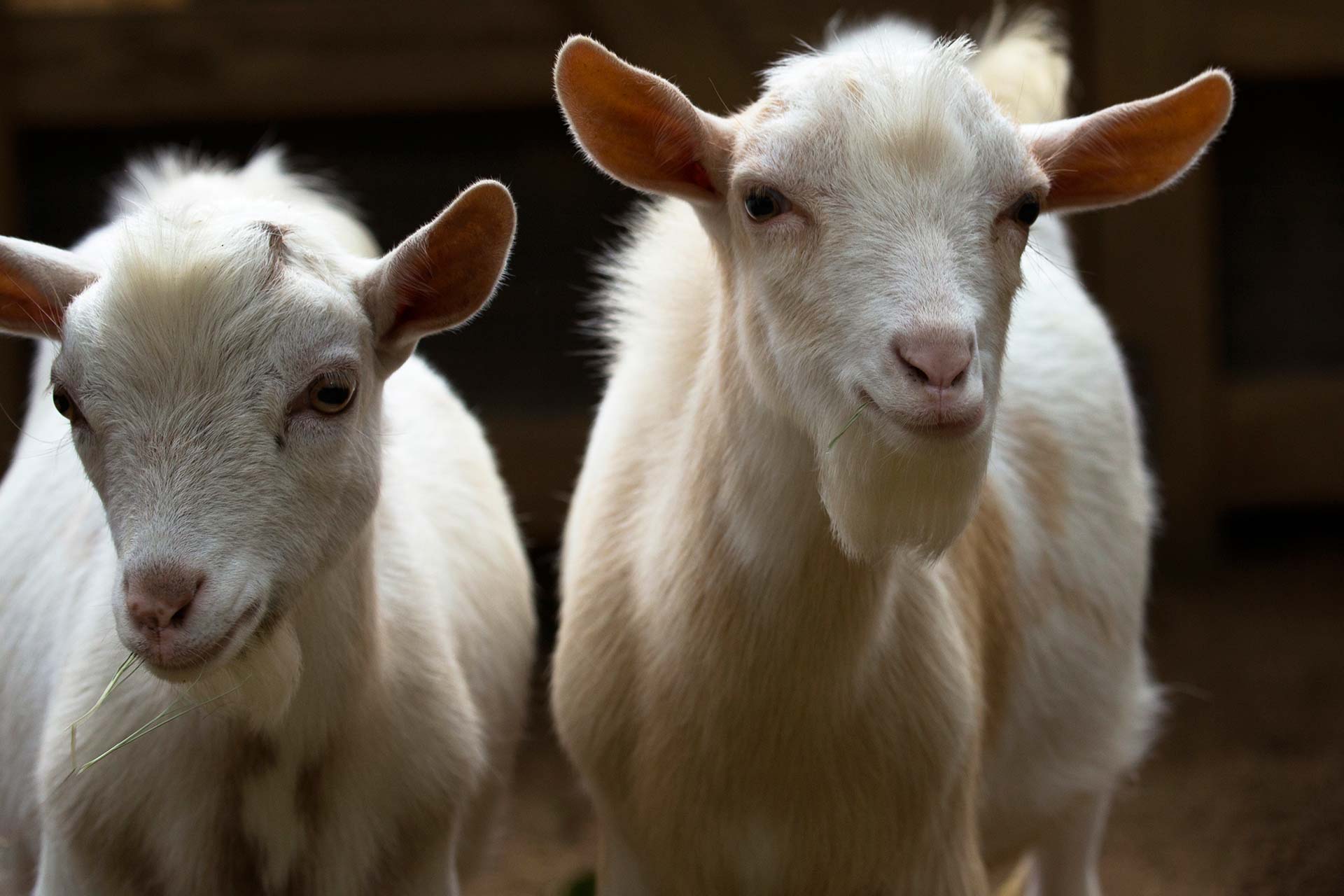 Nigerian Dwarf Goat Zoo Atlanta