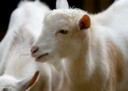 Nigerian Dwarf Goat Close Up
